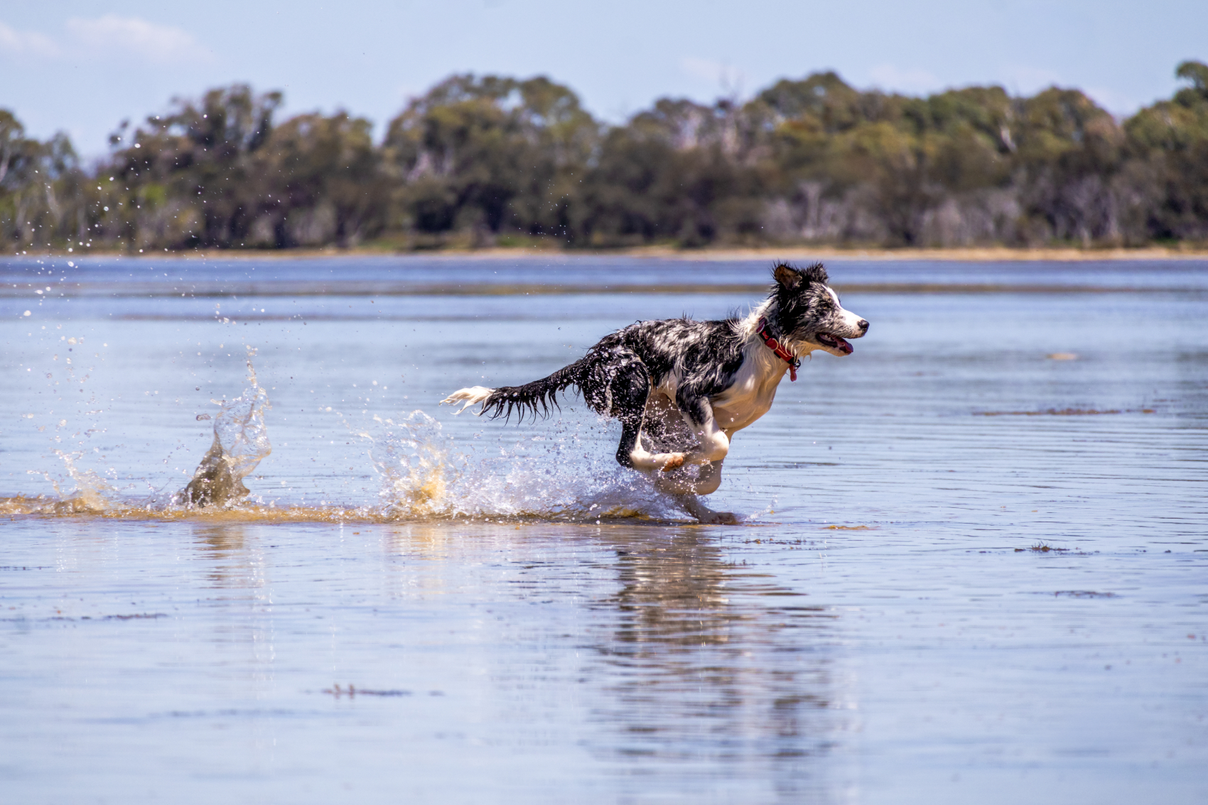 Action pet photography session in Perth featuring a dog sprinting through the water in Mandurah. Perth Pet Photographer