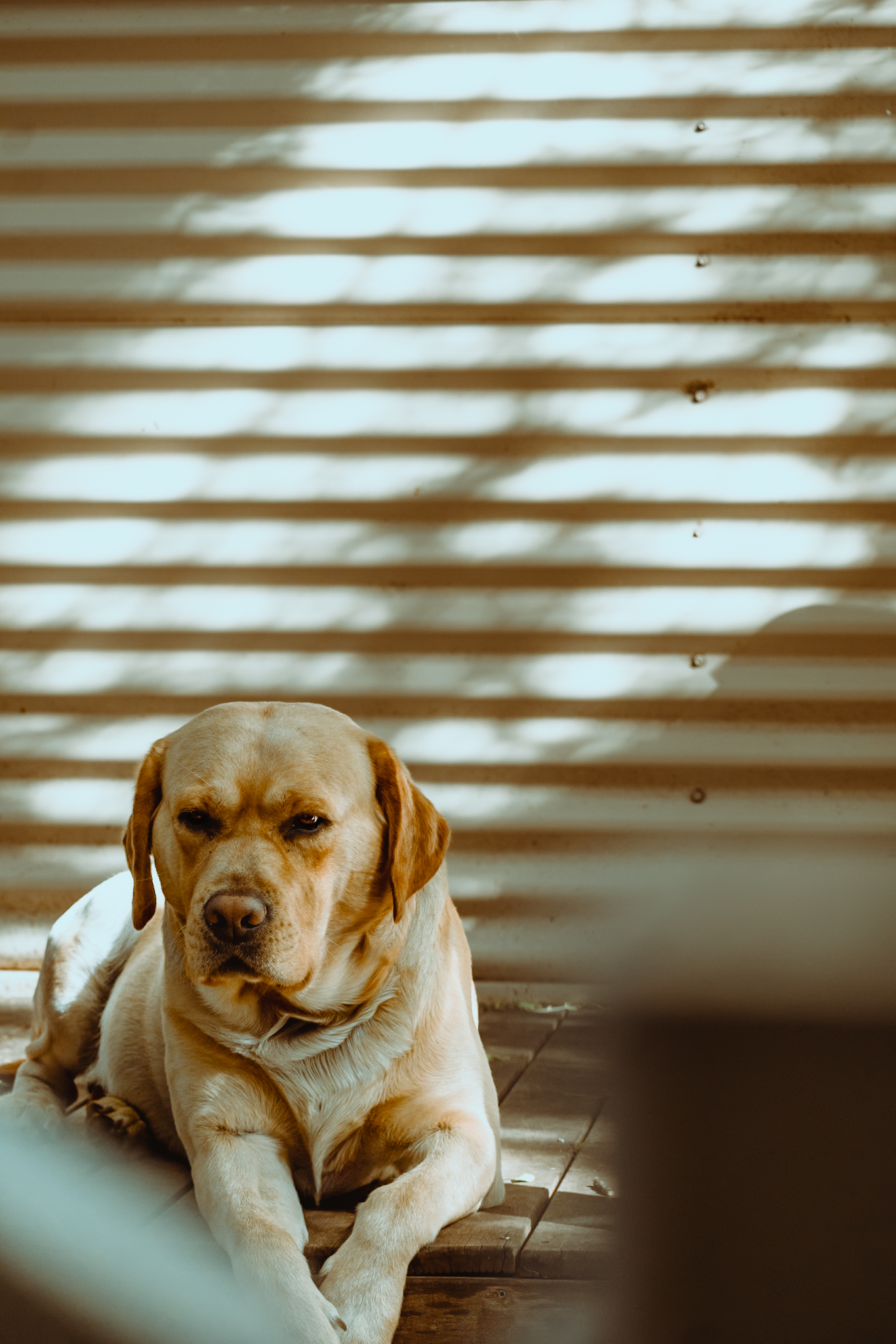 Lifestyle pet photographer in Perth dog friendly session