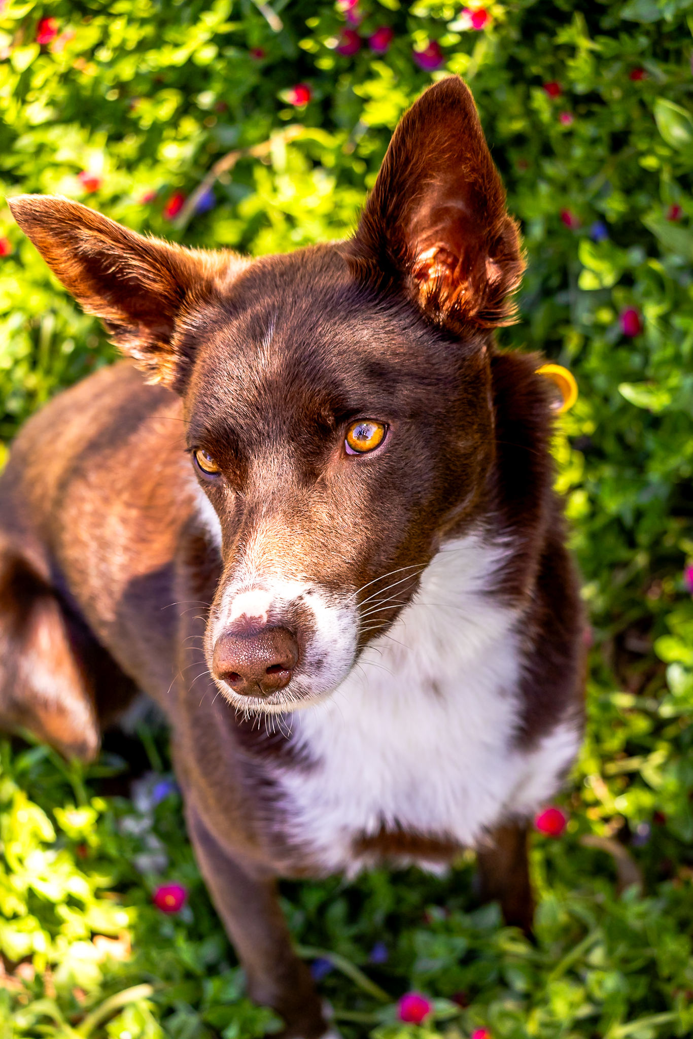 Professional dog photography in Cowaramup, WA