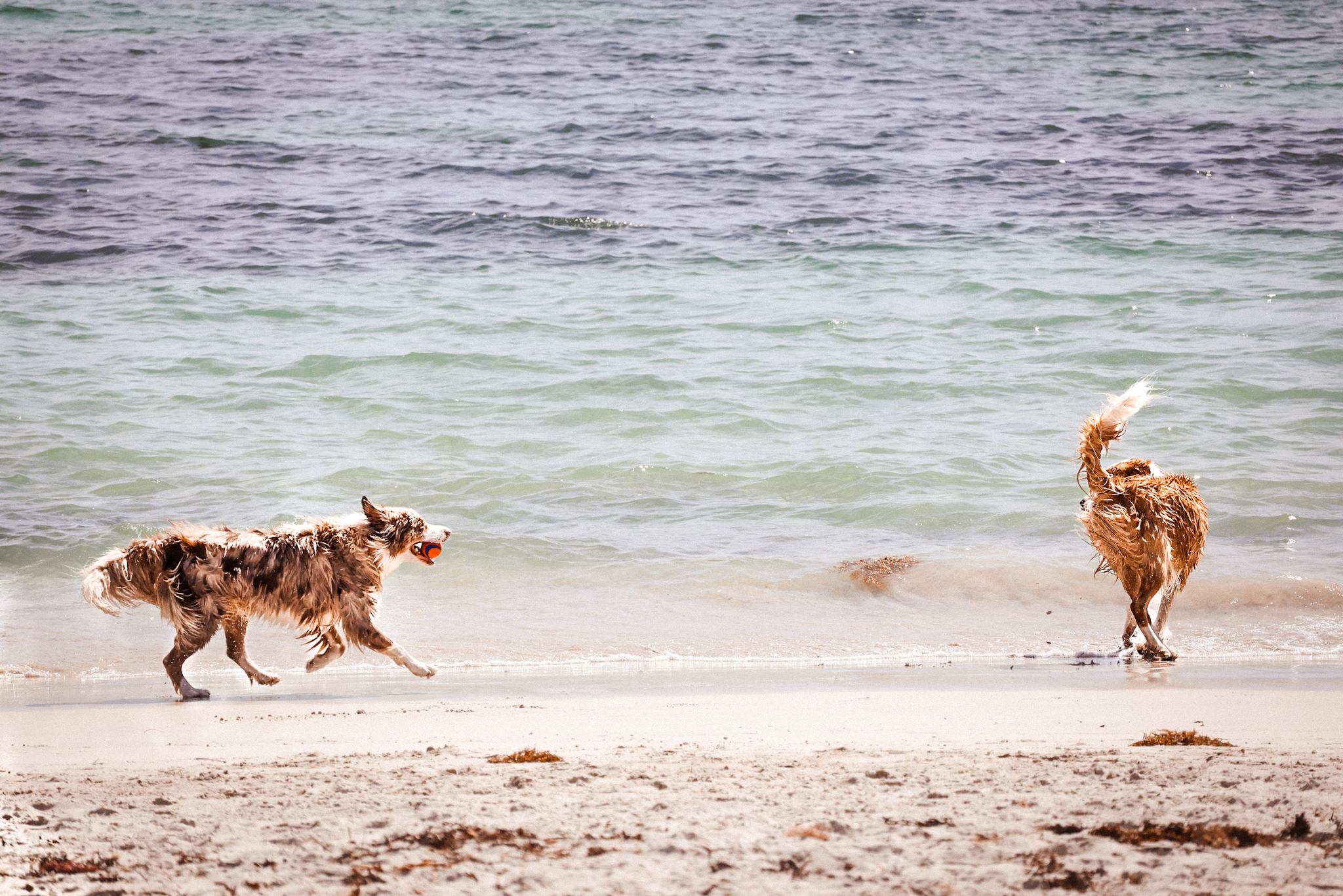 Fun pet photography Perth dogs playing on beach